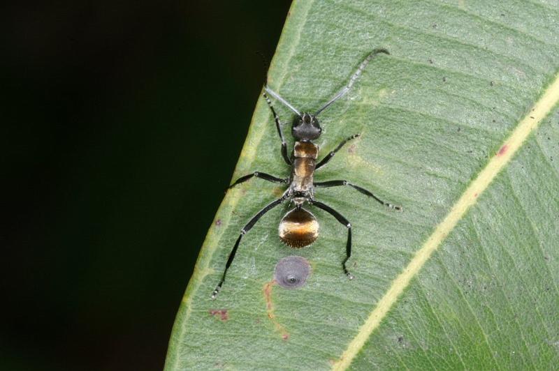 Polyrhachis_ammon_D4083_Z_88_Alexandra hills Brisbane_Australie.jpg